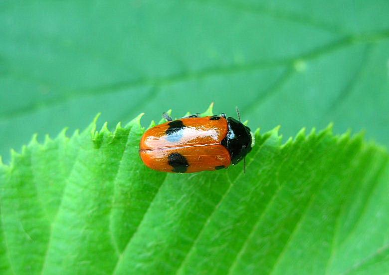 Cosa sono... Clytra laeviuscula